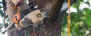 Best Tree Removal Service  in Malibu, CA