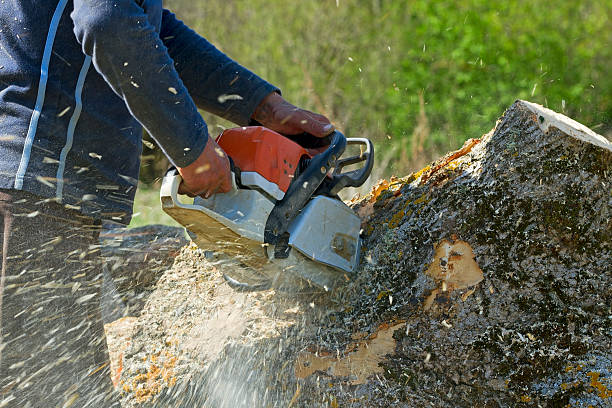 Best Arborist Consultation Services  in Malibu, CA