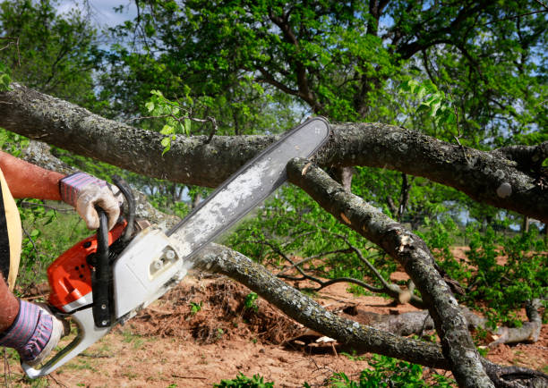 Why Choose Our Tree Removal Services in Malibu, CA?